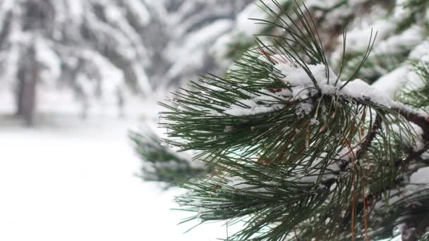 Close Ramo Pinheiros Com Neve Dia Frio Inverno — Vídeo de Stock