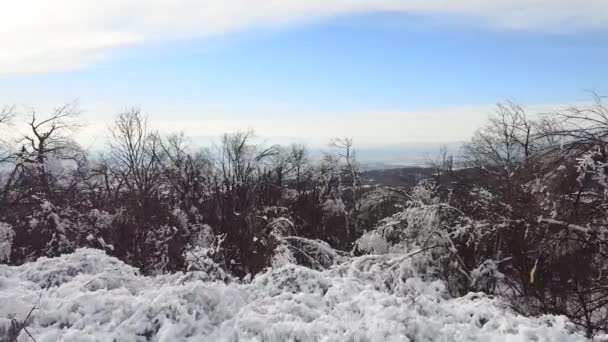 Gefrorene Bäume Auf Dem Berg Der Wintersaison Luftaufnahme — Stockvideo