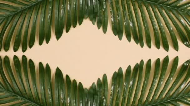 Zelené Zlaté Tropické Palmové Listy Objevují Horním Spodním Okraji Písčitého — Stock video