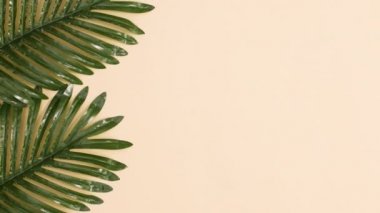 Yazın kumlu arka planında egzotik yapraklar belirir. Dur hareketi düz yatıyordu