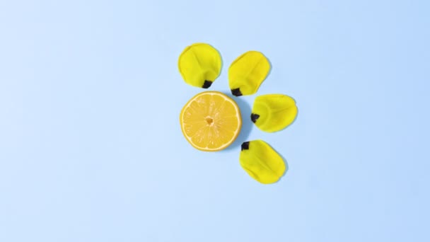 Нарезанные Свежие Лимонные Вращающиеся Желтые Лепестки Цветов Появляются Исчезают Синем — стоковое видео