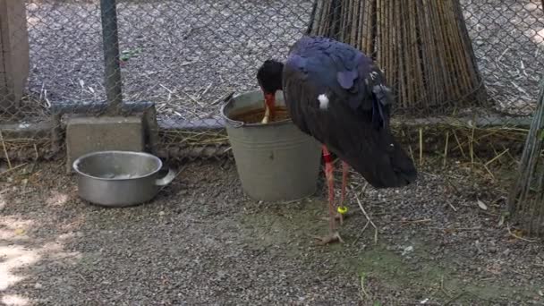 Bocian Czarny Zoo Jedzący Martwe Ptaki — Wideo stockowe