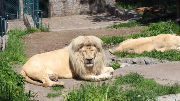 Lions Blancs Trouvent Dans Parc Zoologique Profiter Journée Chaude Ensoleillée — Video
