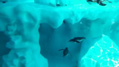 Hayvanat bahçesi parkında havuzda yüzen ilginç penguenler. 