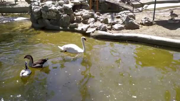 白い白鳥は動物園で一人で泳ぐ — ストック動画