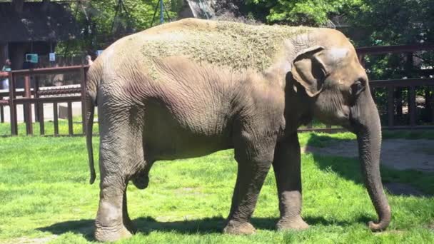 Gyönyörű Elefánt Füvet Eszik Állatkertben — Stock videók
