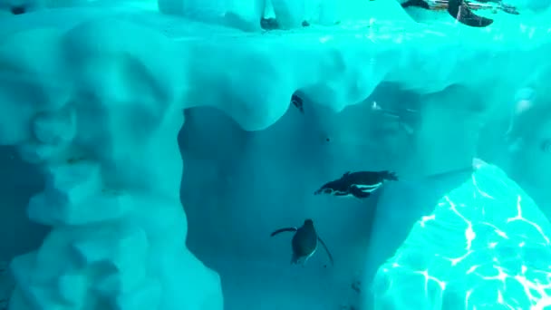 Increíbles Pingüinos Interesantes Nadando Piscina Parque Zoológico — Vídeo de stock