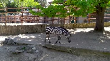 Güzel zebra hayvanat bahçesinde yemek yiyor ve yürüyor.