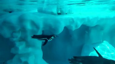 Hayvanat bahçesi parkında havuzda yüzen penguenler 