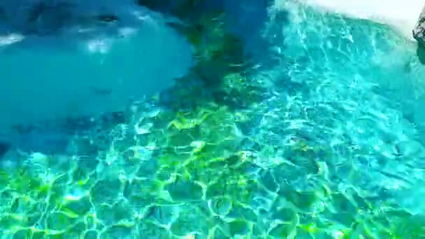 面白いシール水泳や動物園のプールでアクロバットをやって — ストック動画