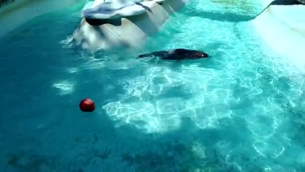 Intéressant Phoque Nager Dans Piscine Dans Parc Zoologique — Video