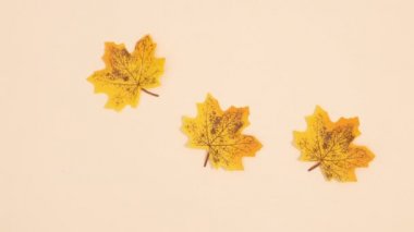 Sarı sonbahar yaprakları bej arka planda görünür. Hareketi durdur
