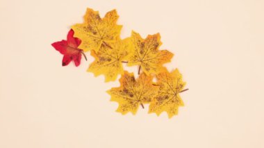 Sonbahar yaprakları kalp yapar. Hareketi durdur