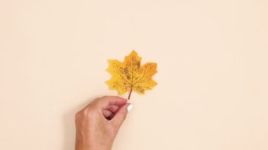 El, bej arkaplana bir sarı yaprak koydu. Stop motion sonbahar konsepti