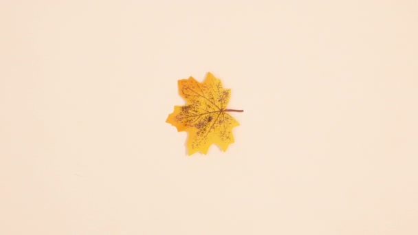 Один Желтый Осенний Лист Вращается Бежевом Фоне Стоп Движение — стоковое видео