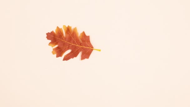 Automne Brun Jaune Feuille Chêne Tombant Stop Motion — Video