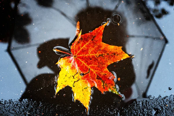 Ein einzelnes Ahornblatt in Herbstfarben in einer Pfütze, in der sich eine gesichtslose Person mit einem Regenschirm auf dem nassen Asphalt der Stadt spiegelt. Stimmung, Herbstwetter-Konzept — Stockfoto