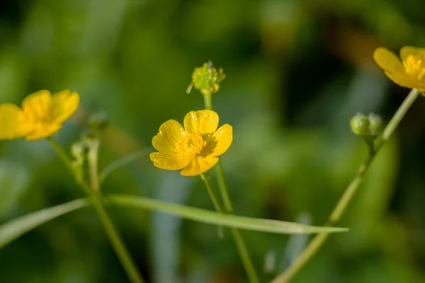 Flor Amarela Aberta Ranunculus Dia Verão — Fotografia de Stock