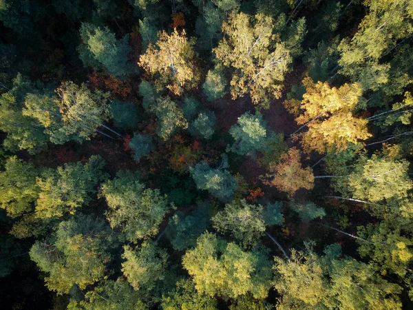 Κορυφαία Θέα Των Χρωμάτων Του Φθινοπώρου Δάσους Ηλιόλουστο Καιρό Κατά — Φωτογραφία Αρχείου