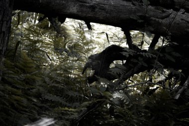 Yazın karanlık bir ormanda ağacın altında korkunç bir yüz.