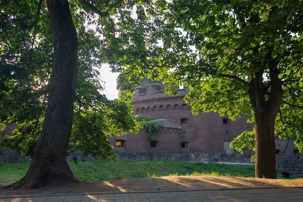 Yazın güneşli bir günde ağaçların arasındaki kalenin duvarları. Wrangel Kulesi. Kaliningrad 'da. Rusya