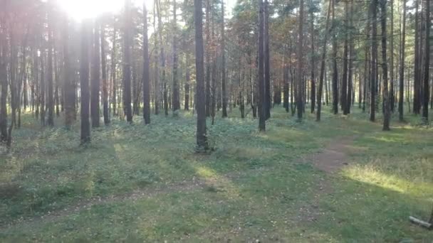 Movimento Para Trás Através Árvores Floresta Verão Dia Ensolarado — Vídeo de Stock