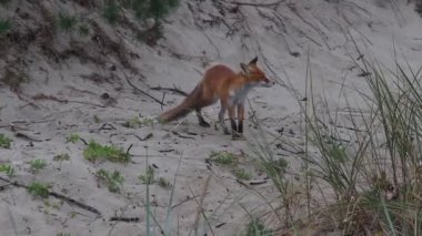 Curonian Tükürüğünün kumlarındaki habitatta kızıl tilki