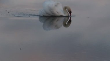Curonian Tükürük Gölü 'nde bir kuğu diğer kuğulara saldırdı.