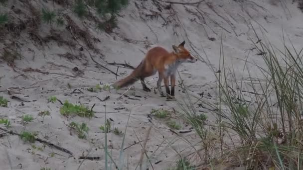 赤狐在库里安喷口沙漠中的栖息地 — 图库视频影像