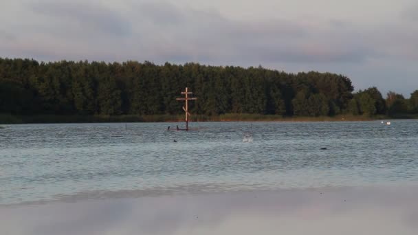 Лебеді Плавають Воді Куршська Коса — стокове відео