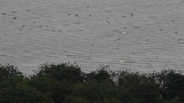 Bandos Aves Voam Sobre Árvores Curonian Spit — Vídeo de Stock