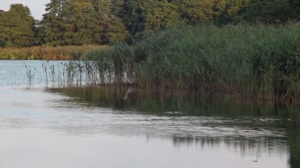 Ein Reiher Steht Wasser Gras Auf Der Kurischen Nehrung — Stockvideo