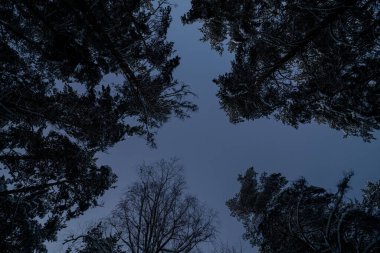 Ormandaki ağaçlar kışın mavi gökyüzüne karşı karda