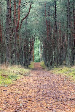 Bir yaz gününde eğri gövdeli orman. Dans eden orman. Curonian salyası