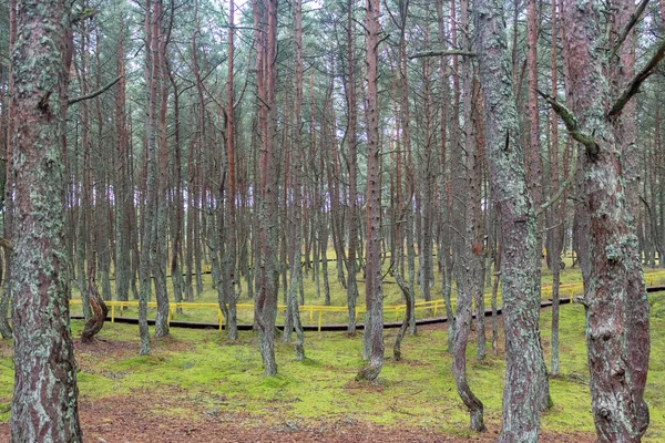 Bir yaz gününde eğri gövdeli orman. Dans eden orman. Curonian salyası