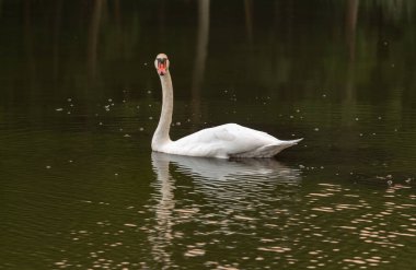 Bir yaz günü gün batımında gölde beyaz bir kuğu. Curonian salyası