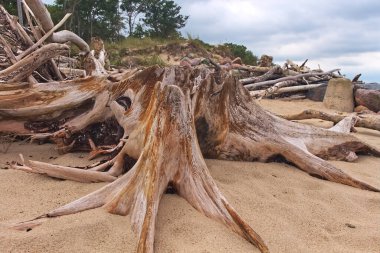 Kumda ağaç kütüğü ve orman arka planında uzun kökleri var.