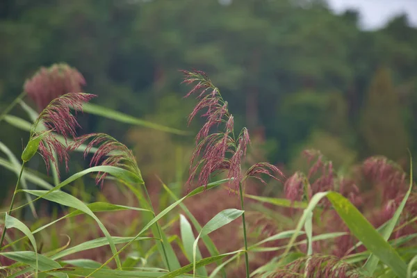 Steli Canna Con Cima Fiorita — Foto Stock