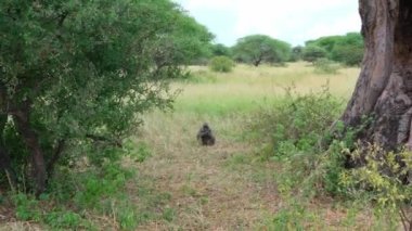 Maymun çimenlerde oturur ve baobab meyvesini yer. Tarangire Ulusal Parkı. Tanzanya