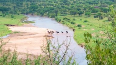 Nehirde dinlenen bir fil sürüsü. Tarangire Ulusal Parkı. Tanzanya