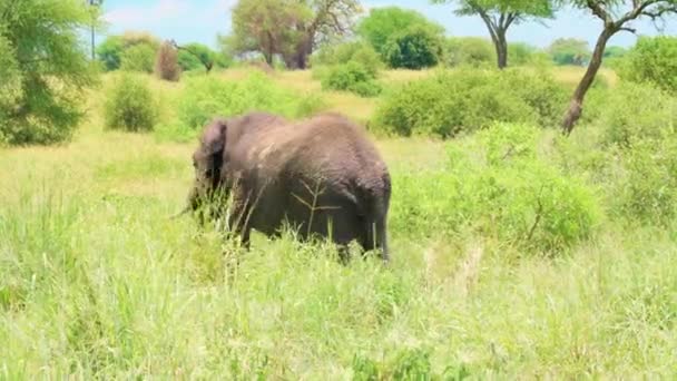 Éléphant Afrique Marche Parmi Herbe Les Arbres Parc National Tarangire — Video