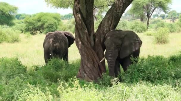 African Elephants Stand Shade Acacia Tree Tarangire National Park Tanzania — Stock Video