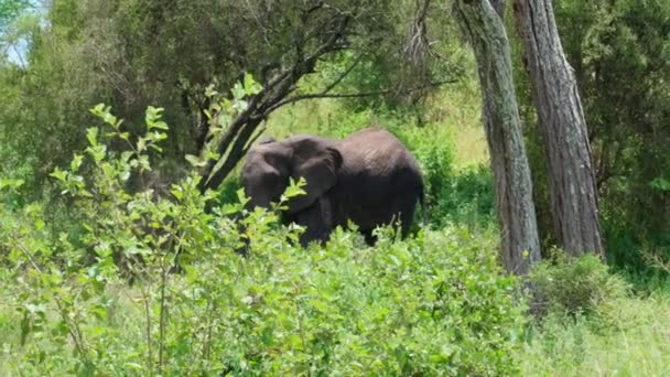 Afrika Fili Çalıların Arasında Duruyor Tarangire Ulusal Parkı Tanzanya — Stok video