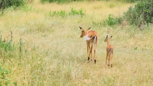 羚羊带着幼崽在草地上吃草 塔兰吉国家公园坦桑尼亚 — 图库视频影像