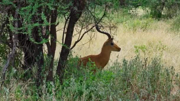 长着角的雄性羚羊在草地上吃草 塔兰吉国家公园坦桑尼亚 — 图库视频影像