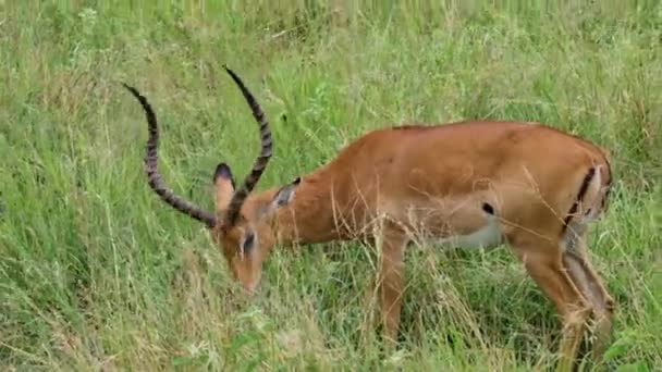 Antilope Maschile Con Corna Pascolano Nel Prato Parco Nazionale Tarangire — Video Stock