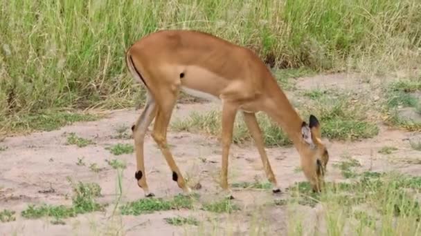 羚羊在草地上吃草 塔兰吉国家公园坦桑尼亚 — 图库视频影像
