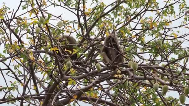 Aporna Sitter Ett Träd Och Äter Baobabs Frukt Tarangire National — Stockvideo