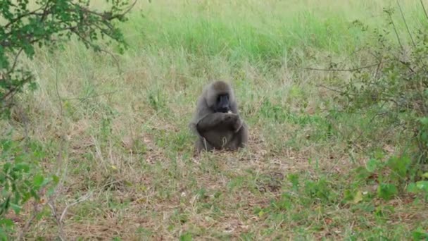 Parc National Tarangire Tanzanie — Video