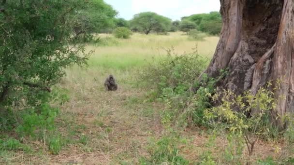 Обезьяна Сидит Траве Ест Плоды Баобаба Национальный Парк Таранжир Танзания — стоковое видео